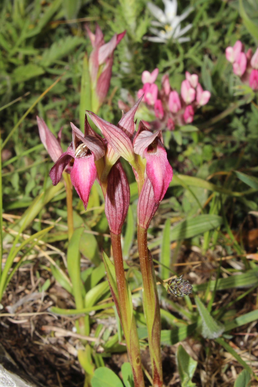 Orchidee dal promontorio del Gargano